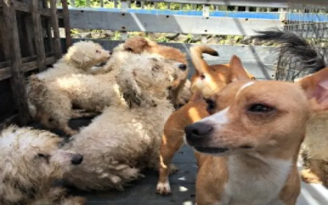 dog adoption costa rica