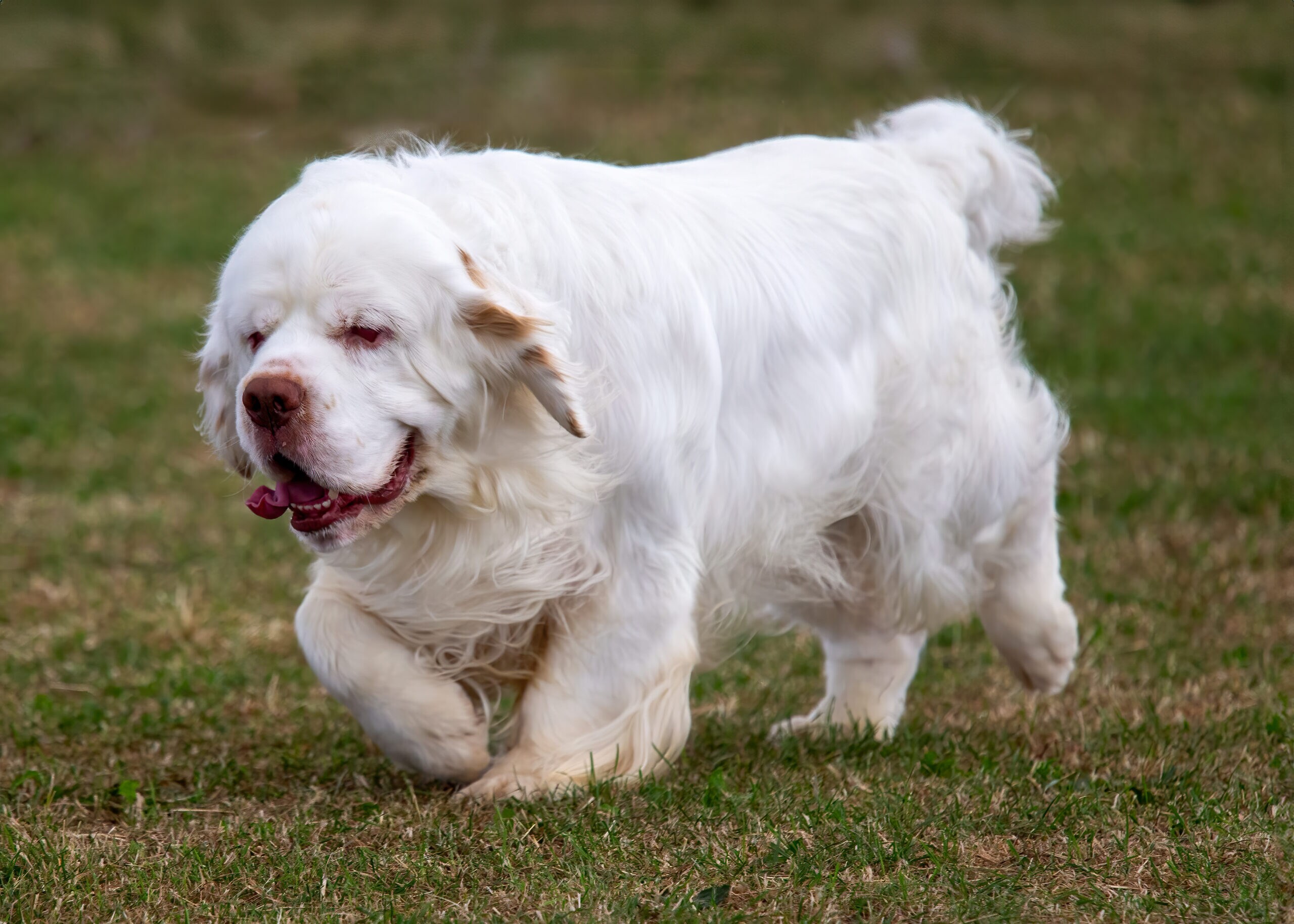 clumber spaniel price