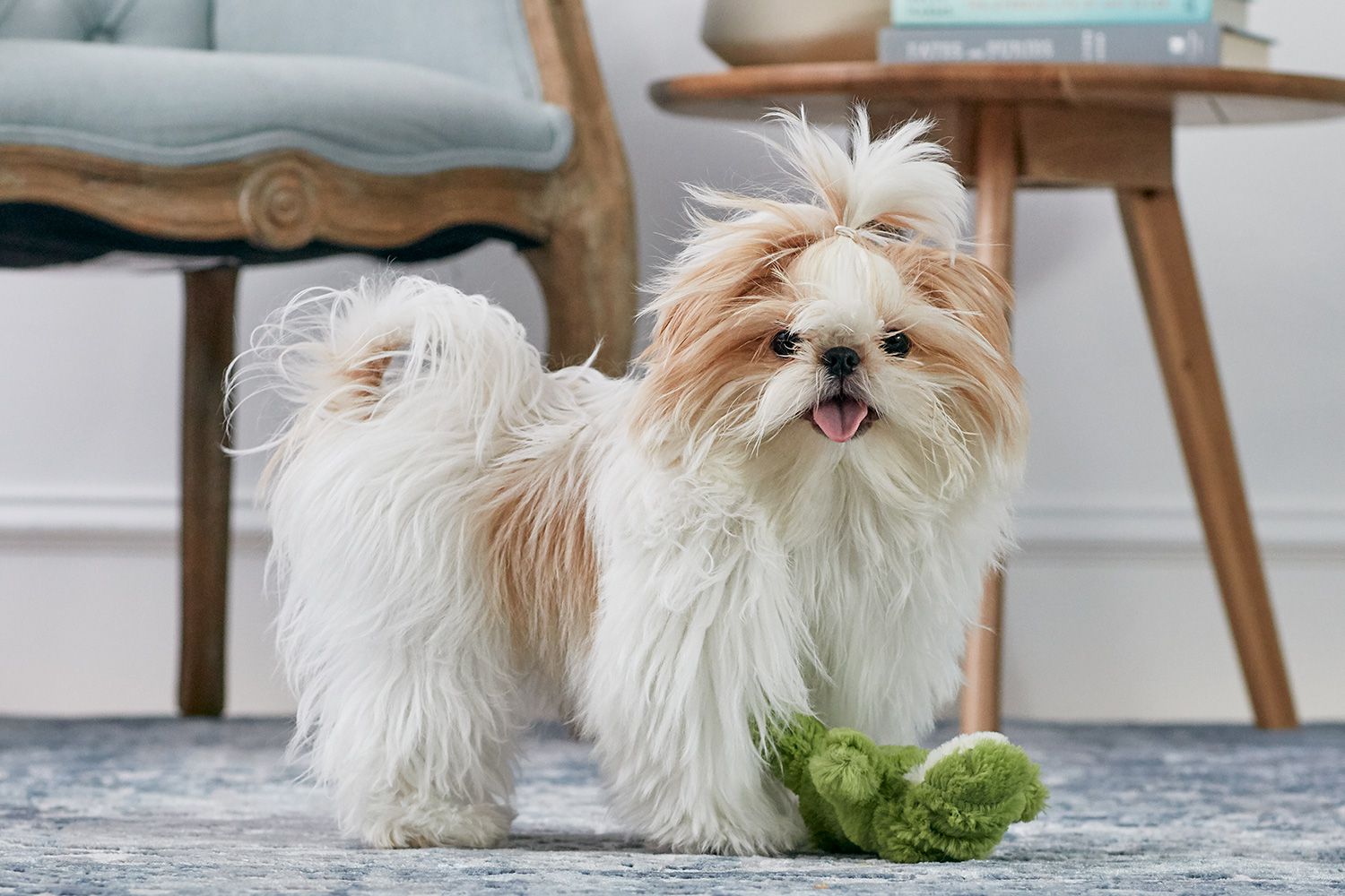 best dog for me test