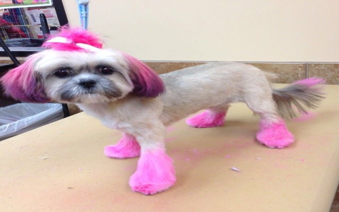 dog grooming to look like other animals
