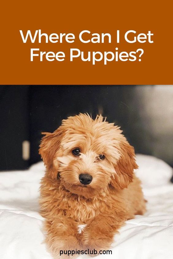 where can i get a free puppy