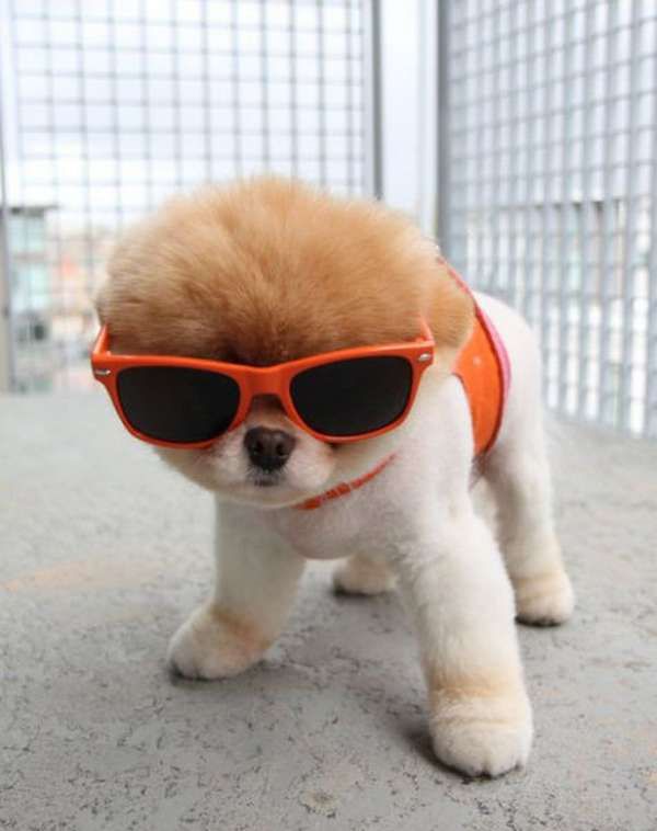 cool puppy