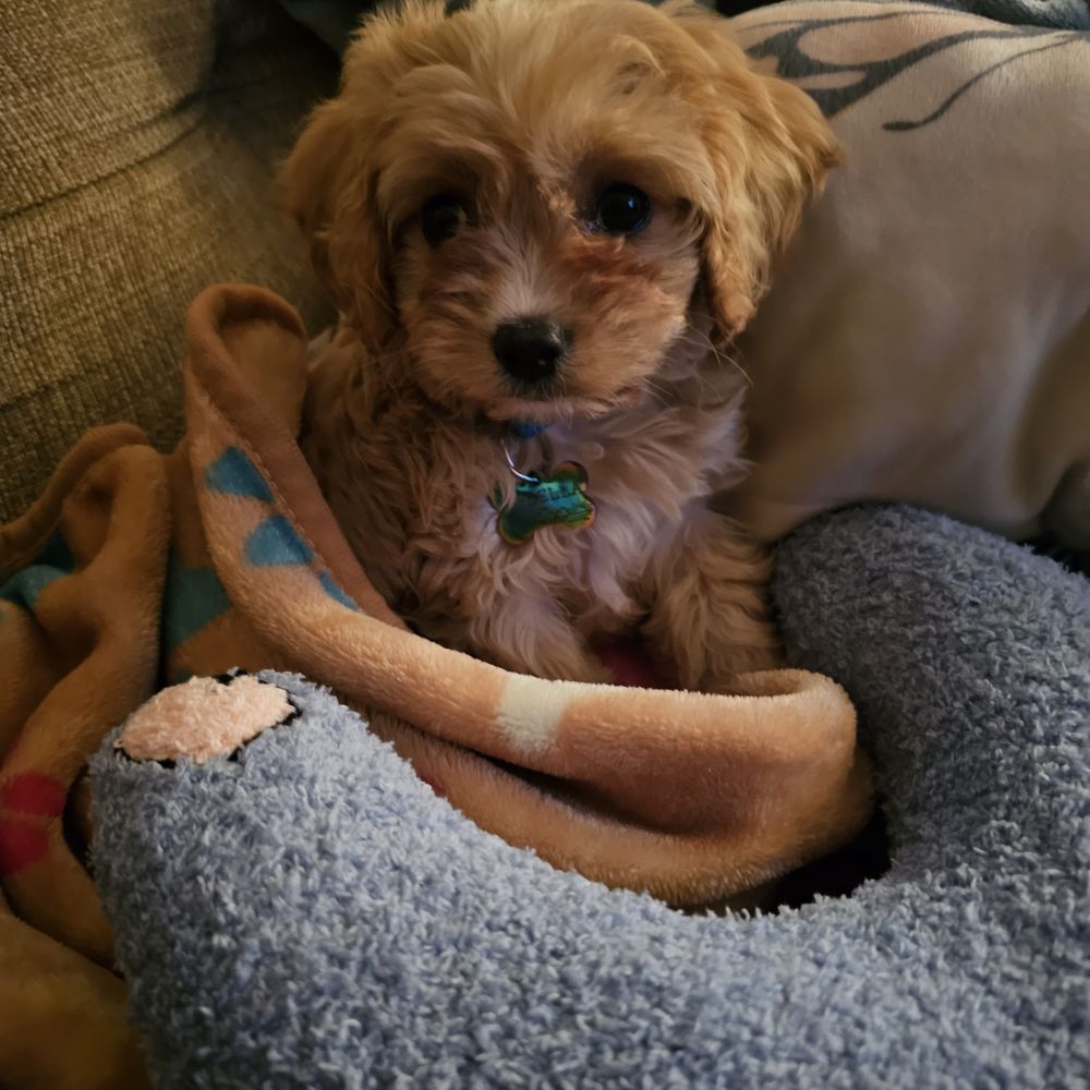 free puppies near my location