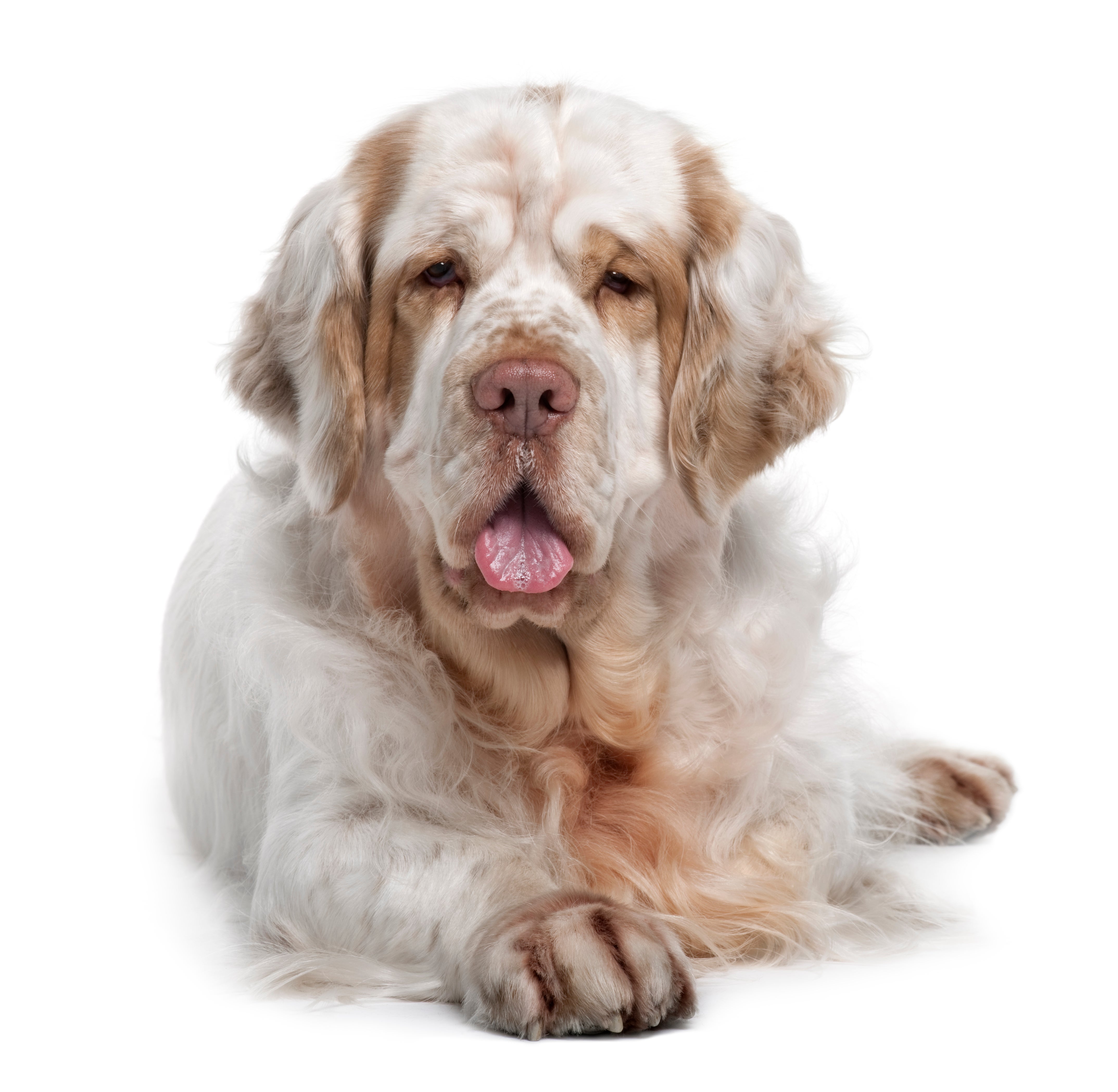clumber spaniel price