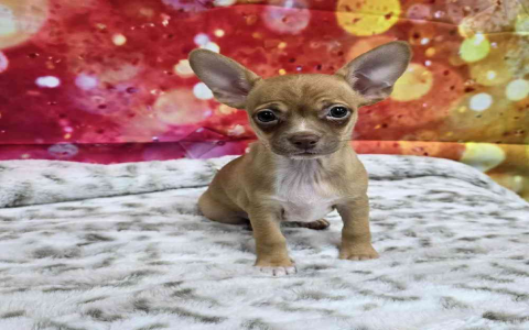 puppies for cheap near me