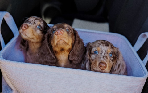 dachshund breeders washington