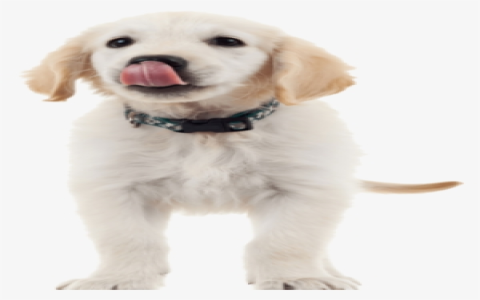 puppy png