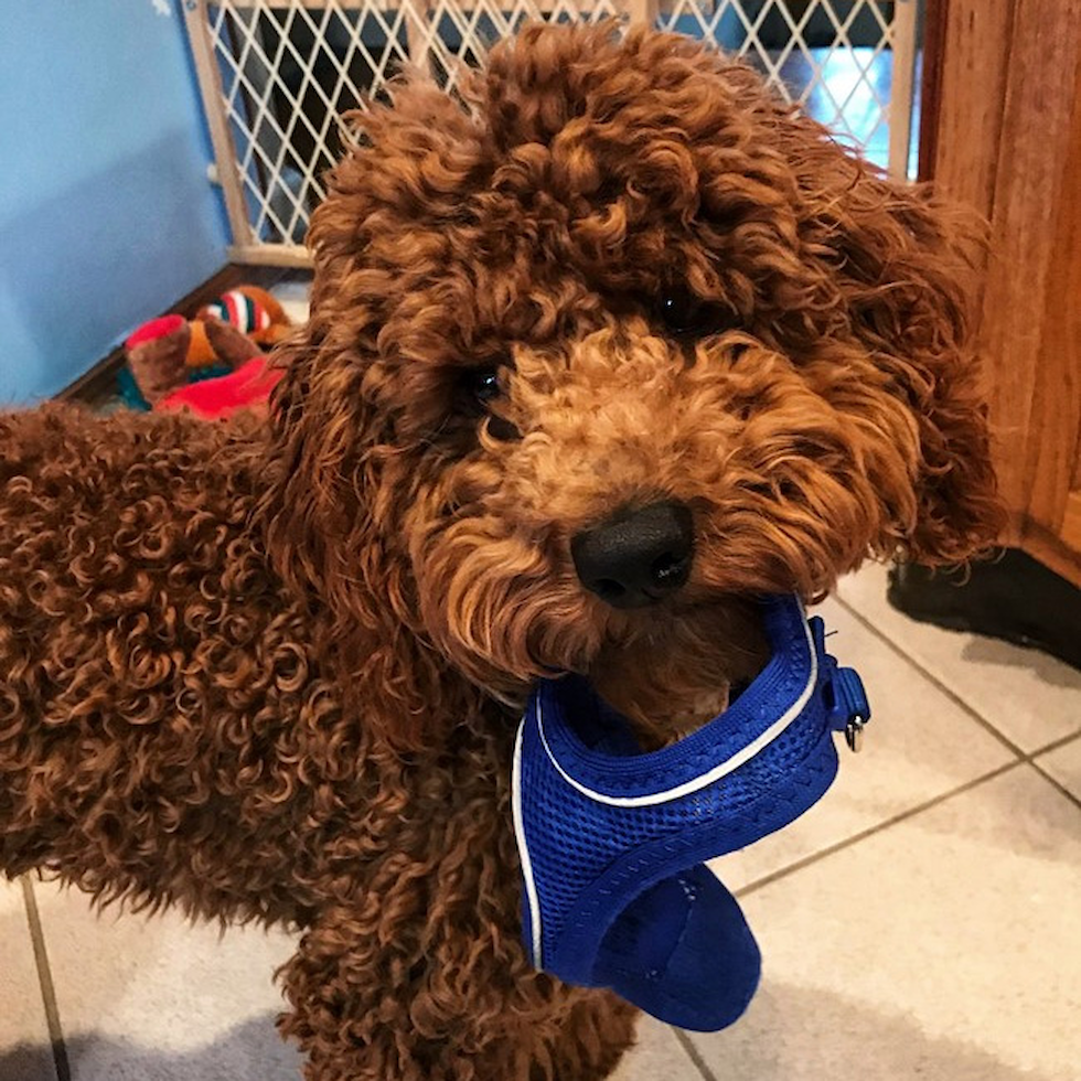 cockapoo breeders michigan