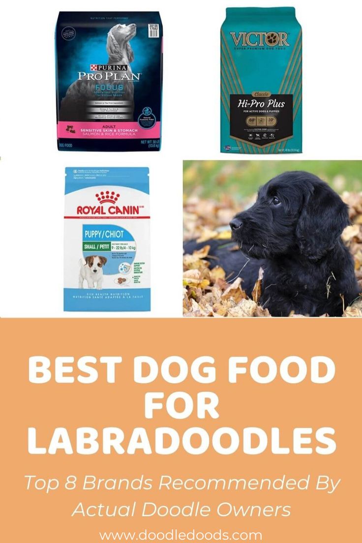best food for labradoodle