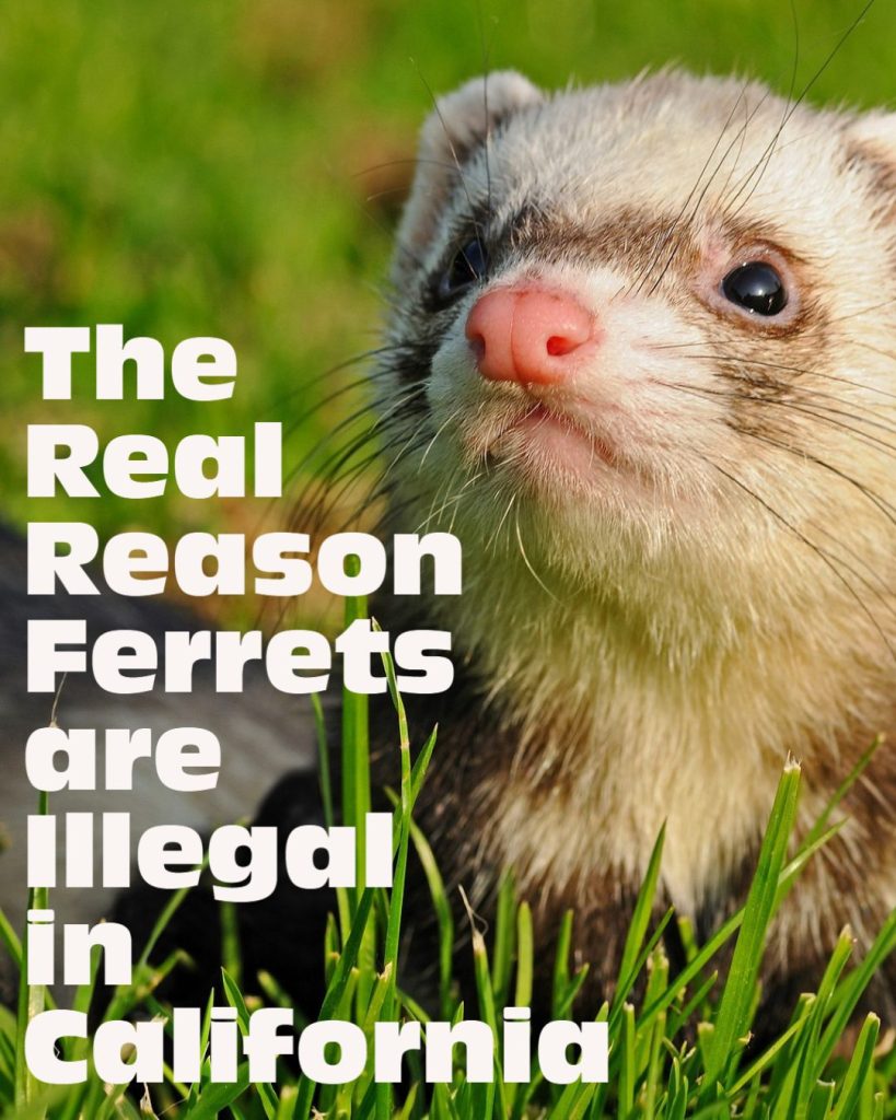 ferret in california