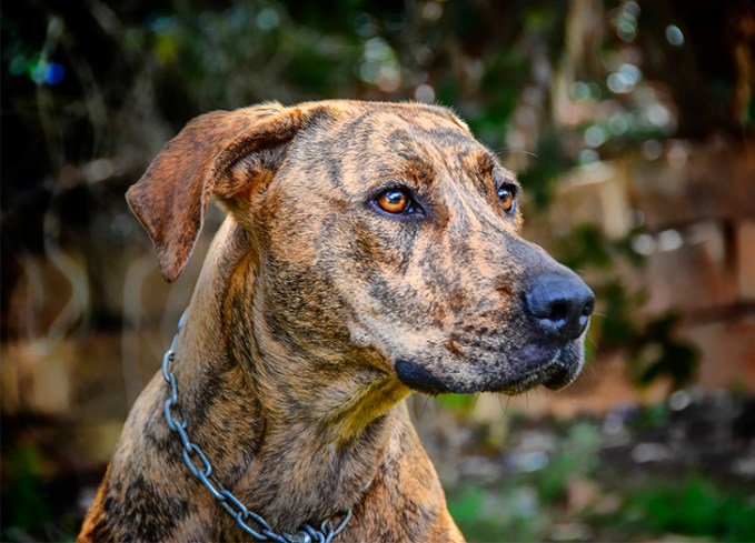 large brindle dog breeds