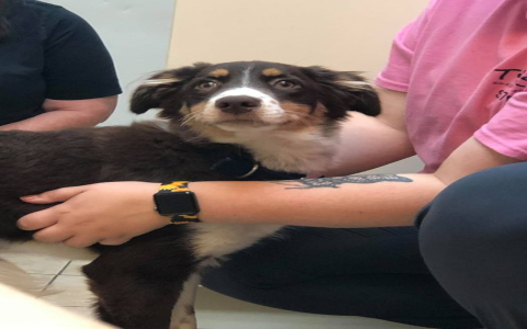 free dog to a good home