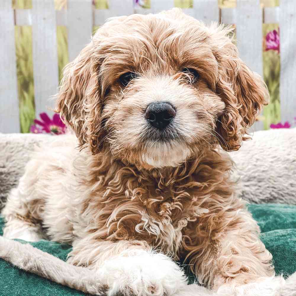 cockapoo breeders nj