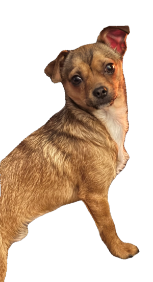 chihuahua rescue new england