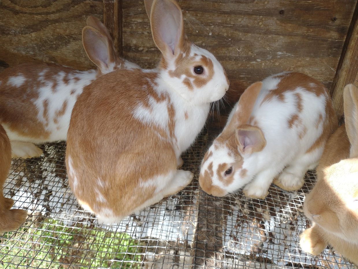 new zealand white rabbit for sale near me
