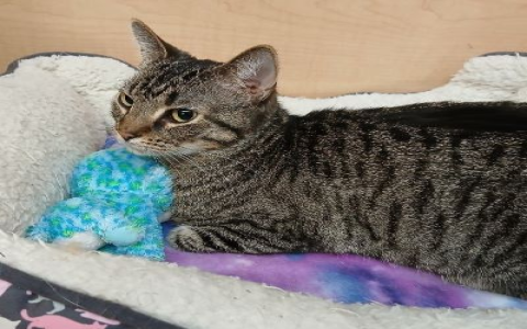 kittens for sale petsmart