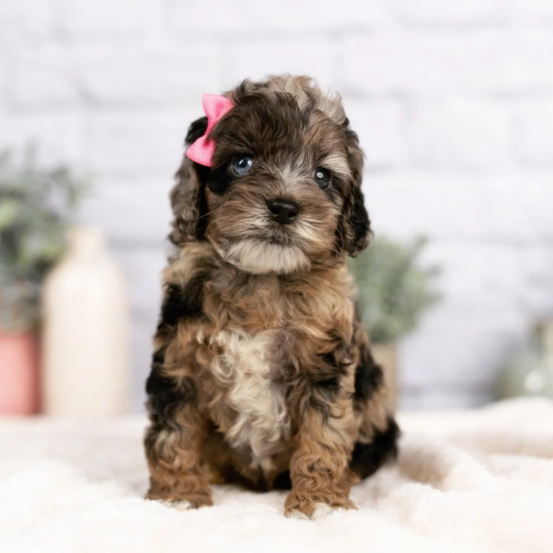 merle maltipoo for sale