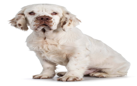 clumber spaniel price
