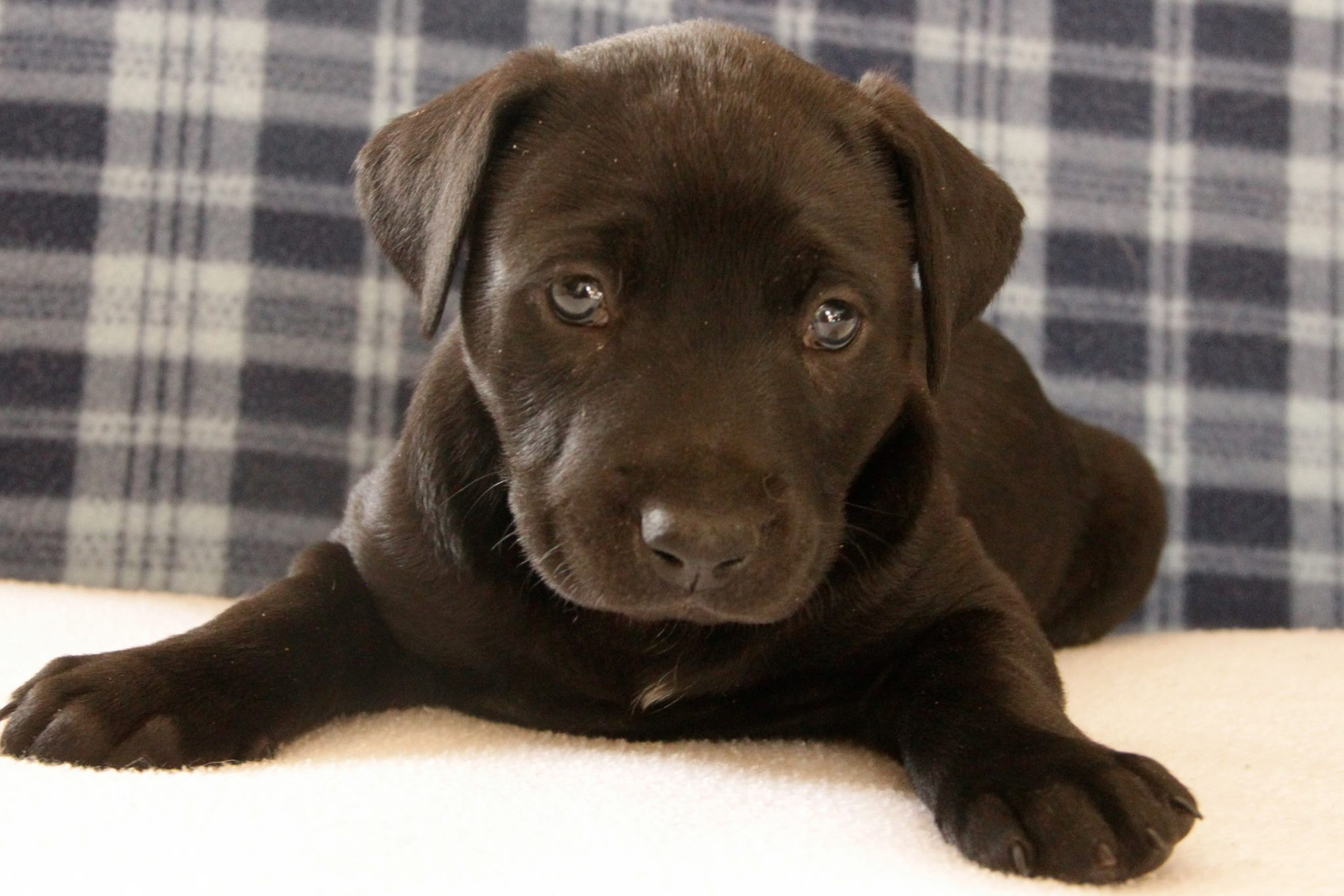 fayette county humane society ky