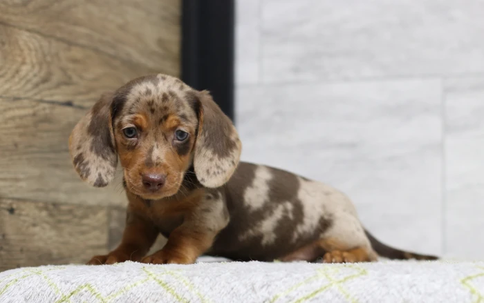 miniature dachshund puppies for sale indiana
