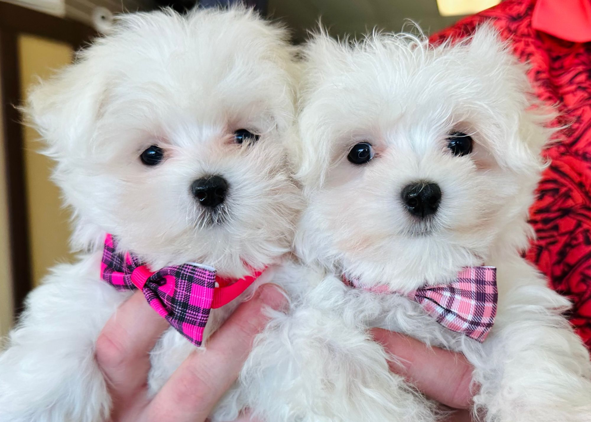 pet stores that sell puppies near me