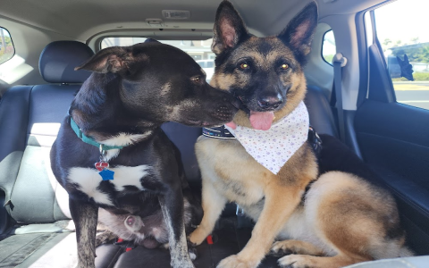 pet store fairfield ca