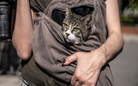 does petsmart have kittens