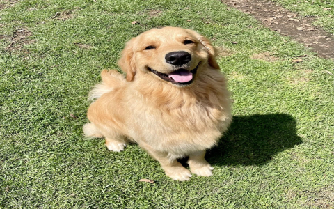 french golden retriever