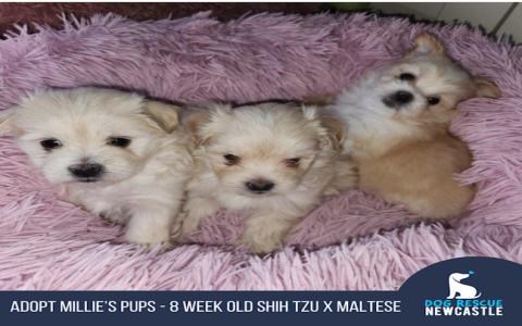 small dogs for sale nearby