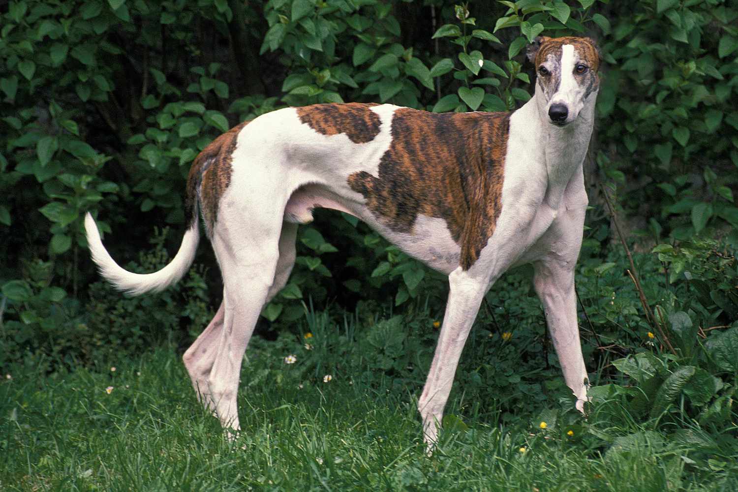brindle white dog
