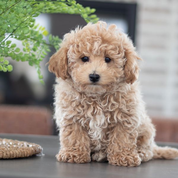 maltipoo puppies for sale in illinois