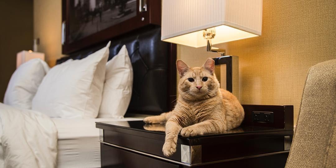 cat-friendly hotels
