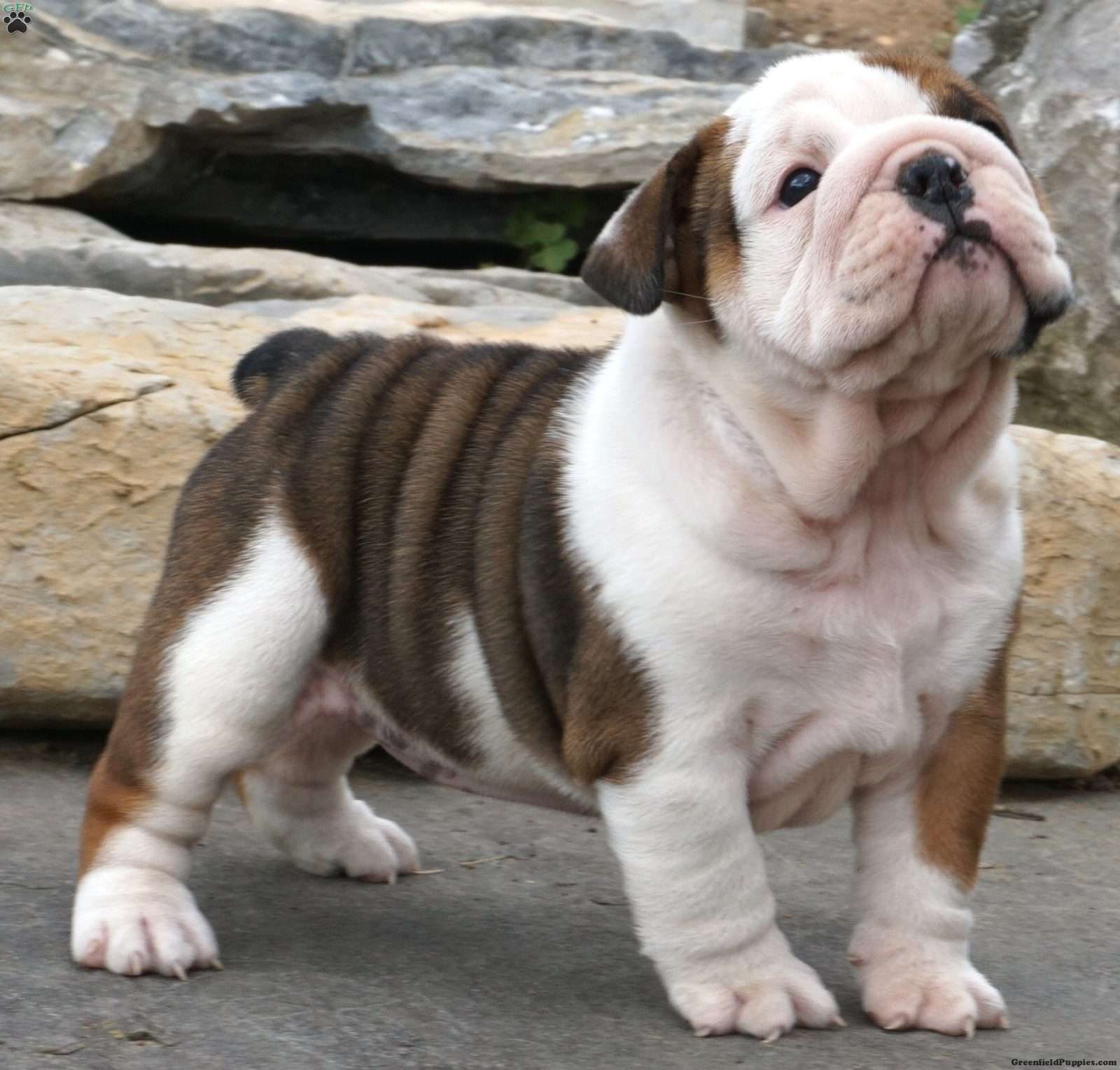 english bulldog puppies pennsylvania