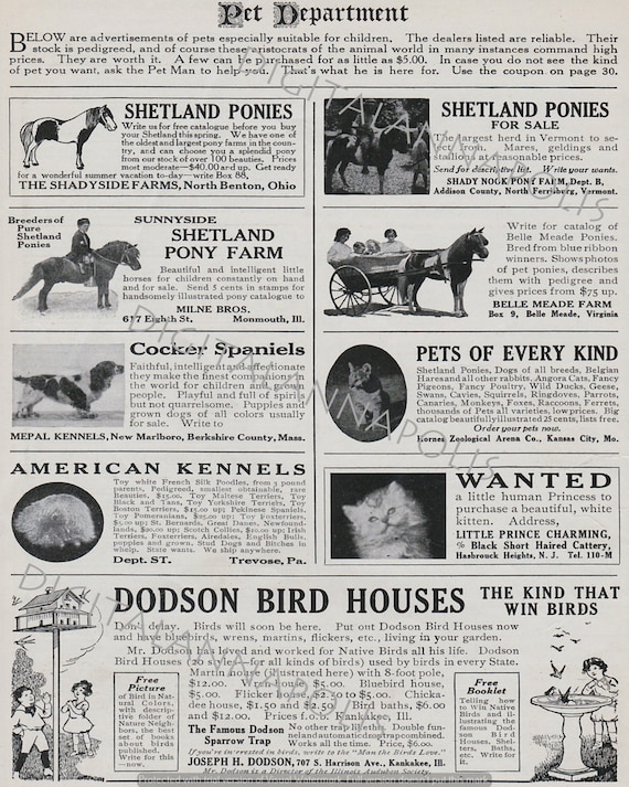 animal classifieds
