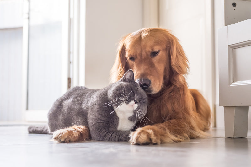 cat and dog friends