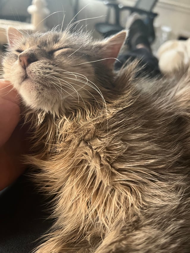 cats fur looks greasy