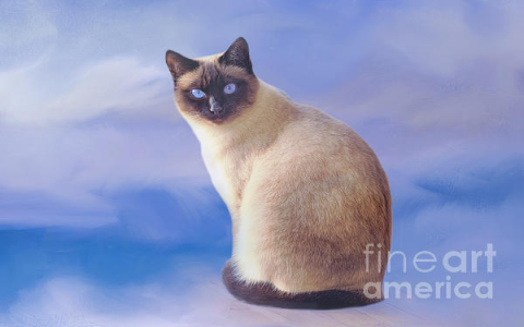 balinese cats for adoption near me