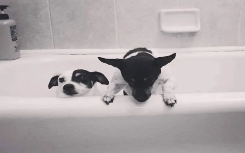 jack russell puppies for sale in washington