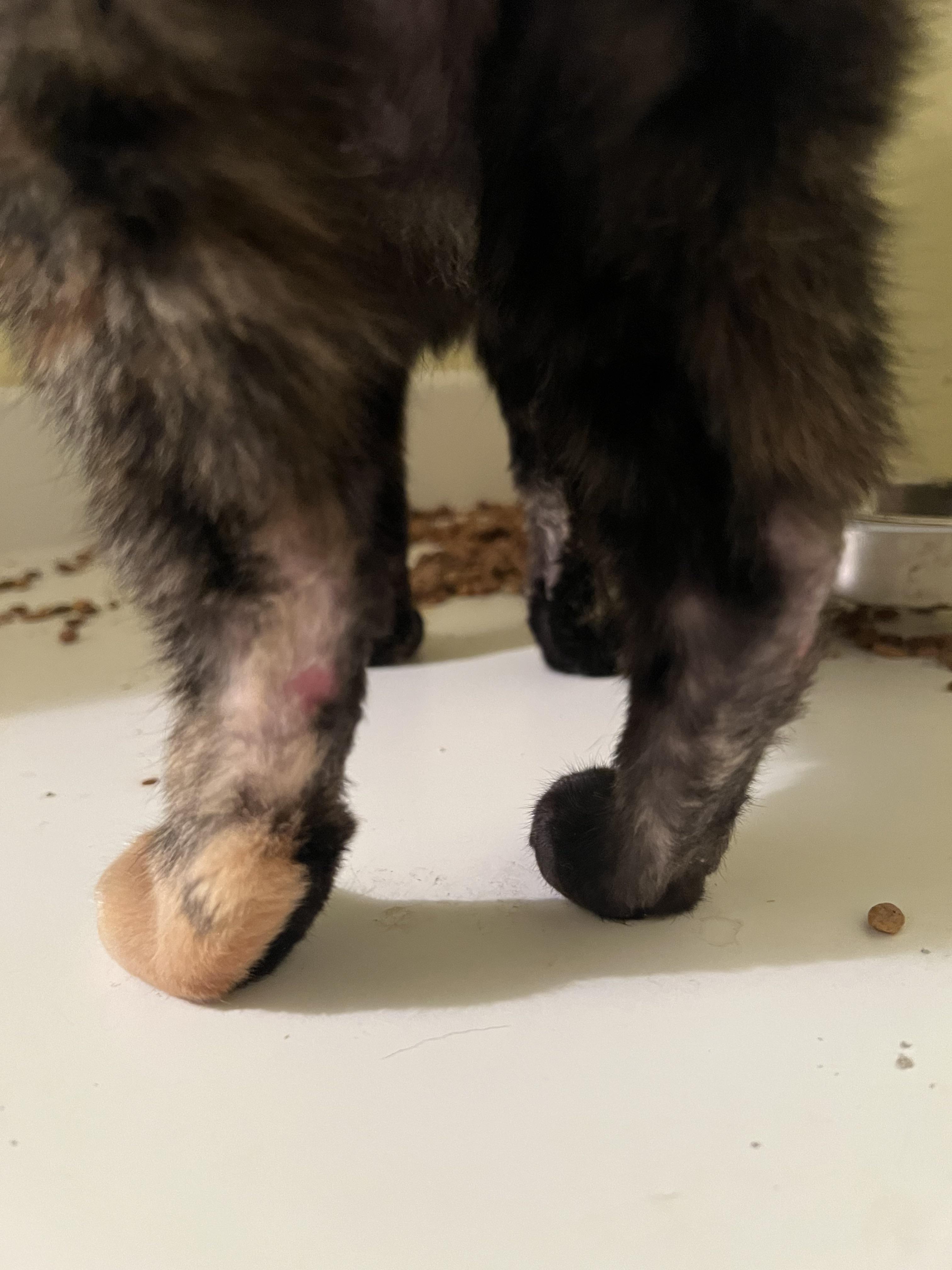 cat missing fur on back leg
