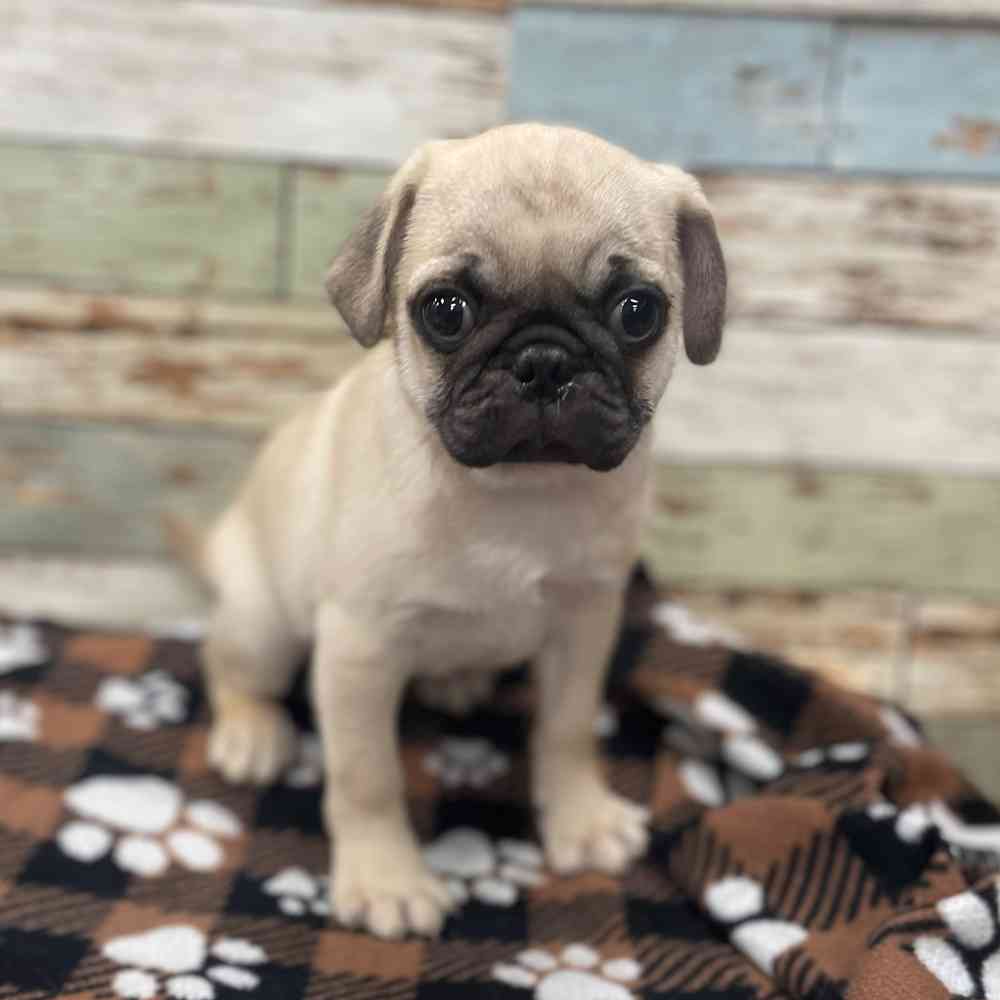 pug puppies near me for sale