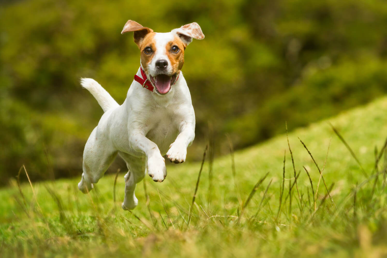 jack russell puppies for sale in washington