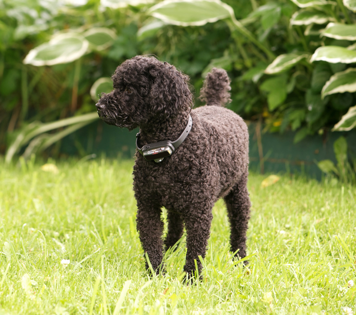 toy poodle for adoption near me