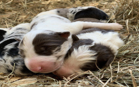 border collie mix puppies near me
