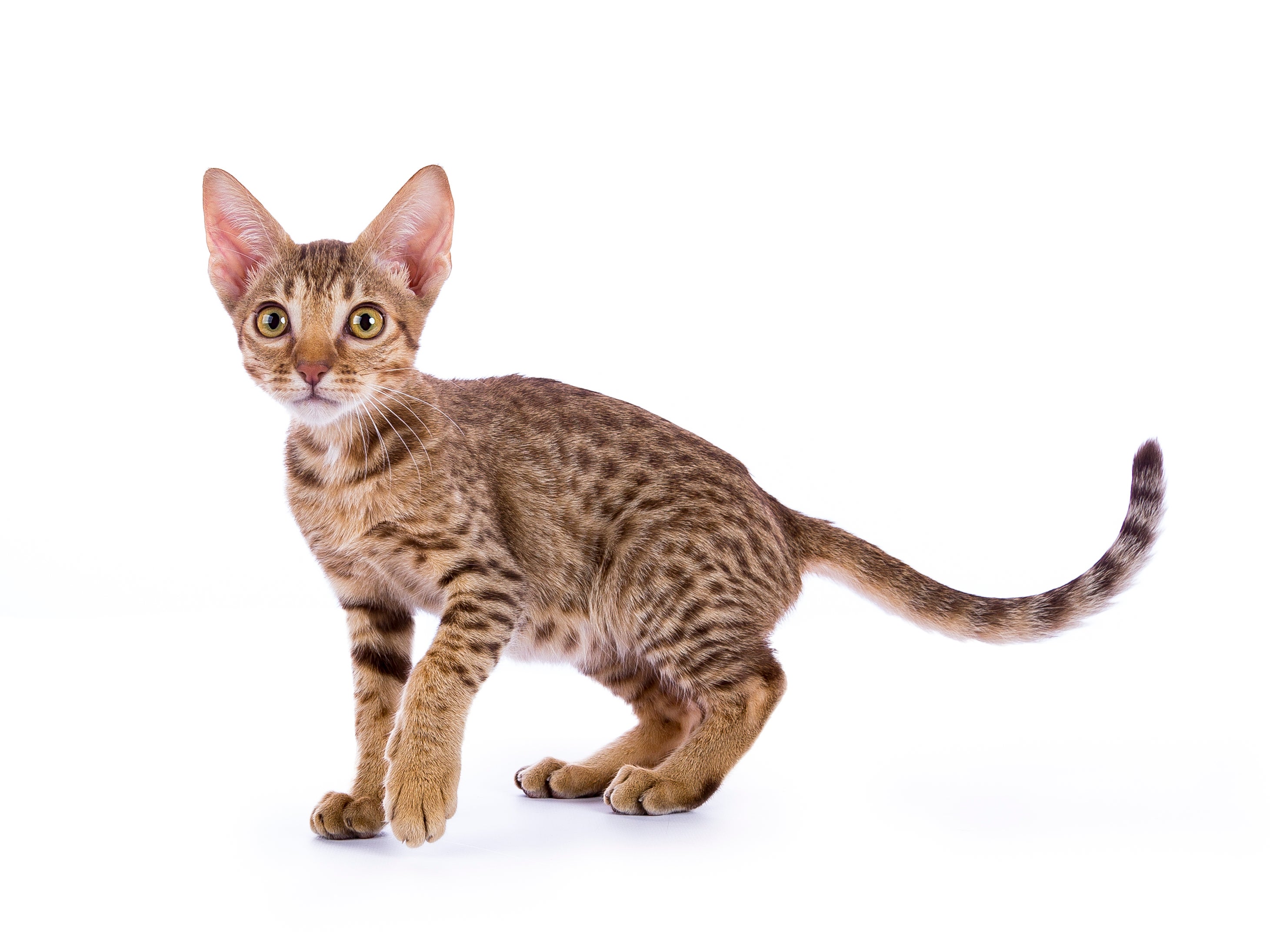 ocicat cat for sale