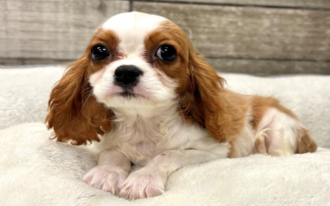 cheap puppies near me for sale