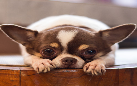 chihuahua for sale florida