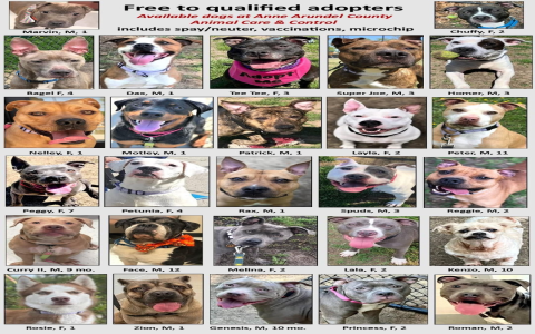 animal rehome near me