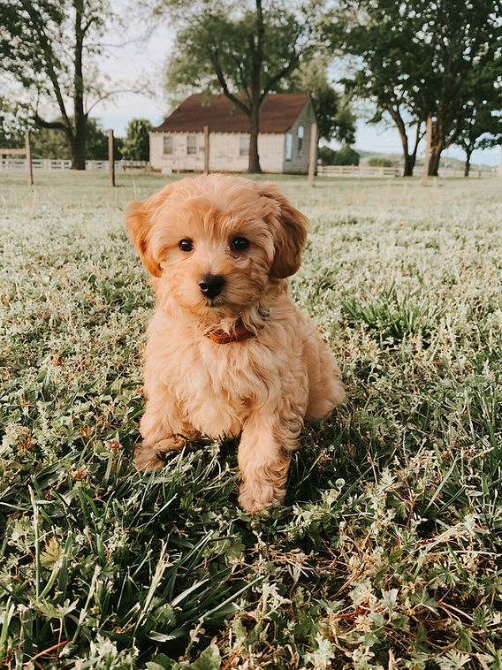 picture of a goldendoodle puppy