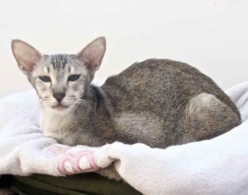 oriental shorthair cat adoption