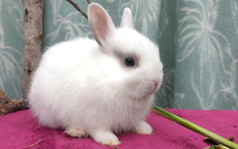 bunnies for sale petsmart